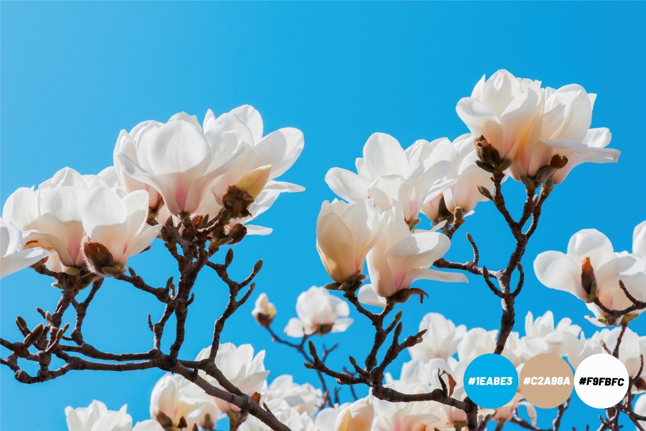 Spring is coming，燕大為你試色限定春季“彩妝”（組圖）