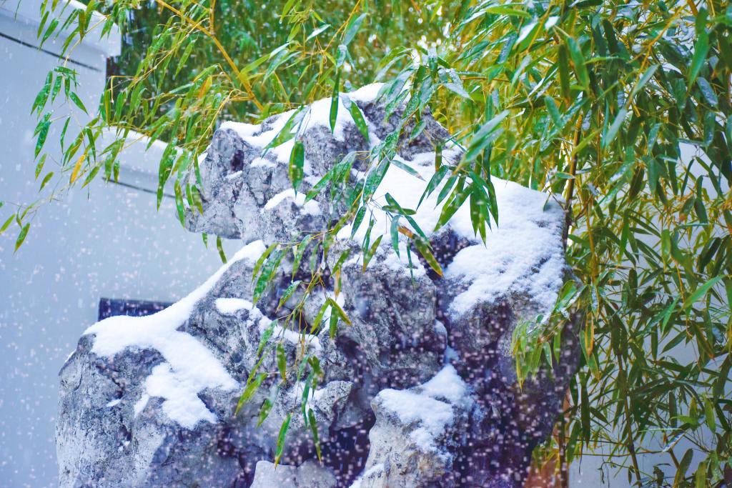 橙黃橘綠秋未盡，雪寄人間滿燕園（組圖）