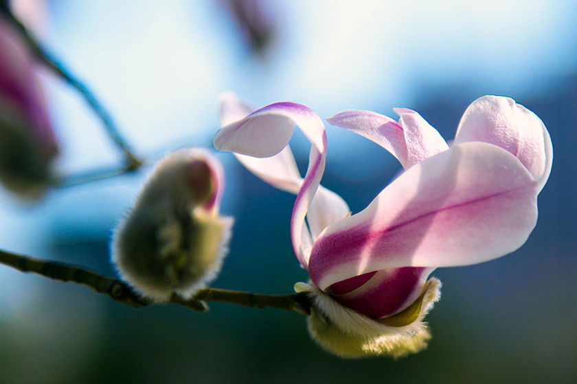 花色成詩(shī)，定格年少（組圖）